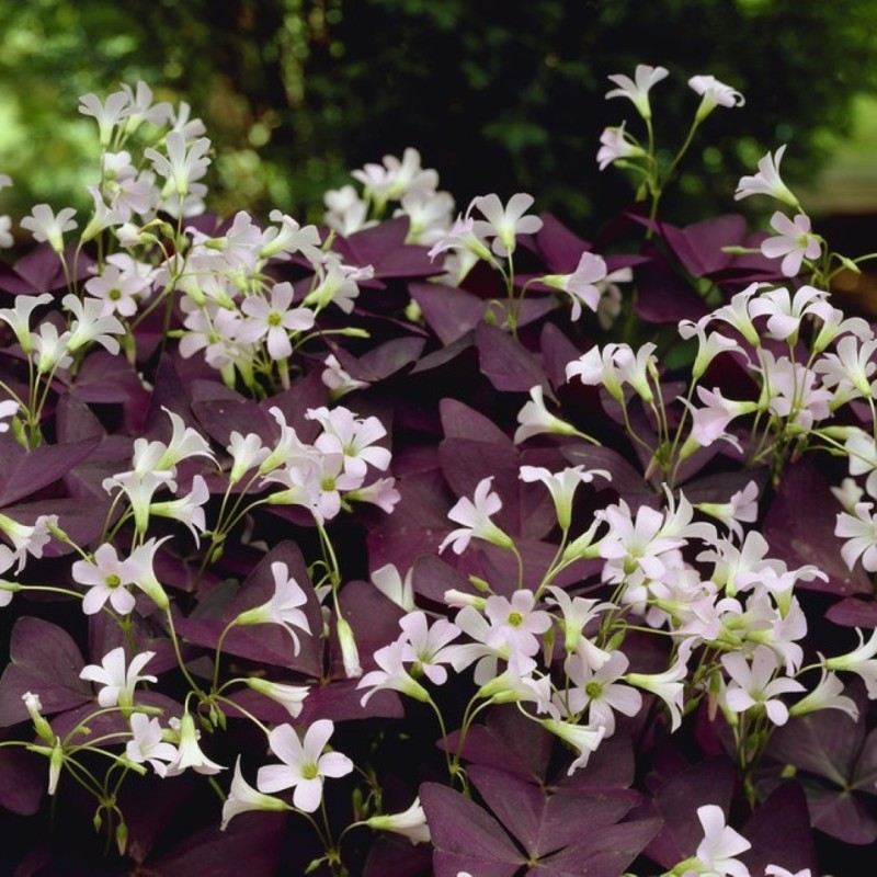 Oxalis triangularis 'Mijke' ®