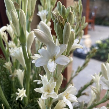 Polianthes tuberosa 'The Pearl' 