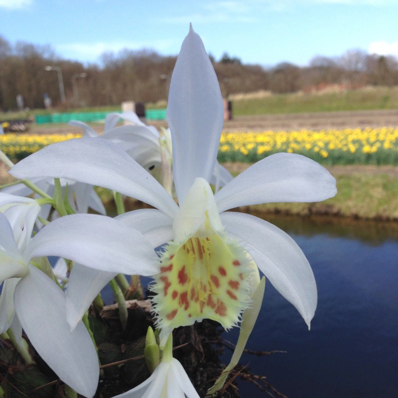 Pleione formosana 'Alba' Pleione formosana 'Alba'