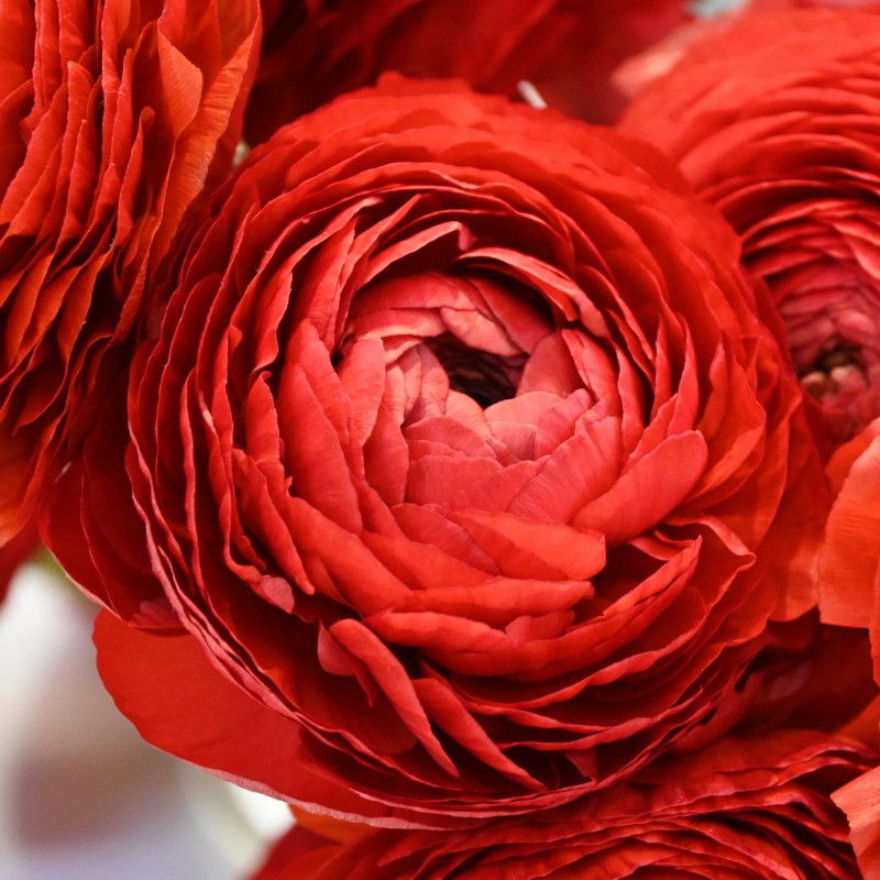 Ranunculus ELEGANCE® 'Rosso'