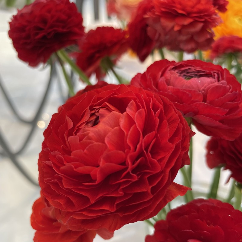 Ranunculus ELEGANCE® 'Rosso'