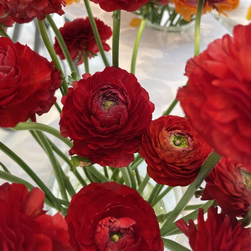 Ranunculus ELEGANCE® 'Rosso'