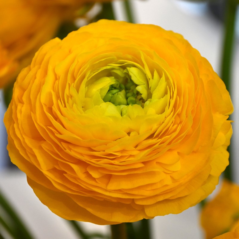 Ranunculus ELEGANCE® 'Giallo'