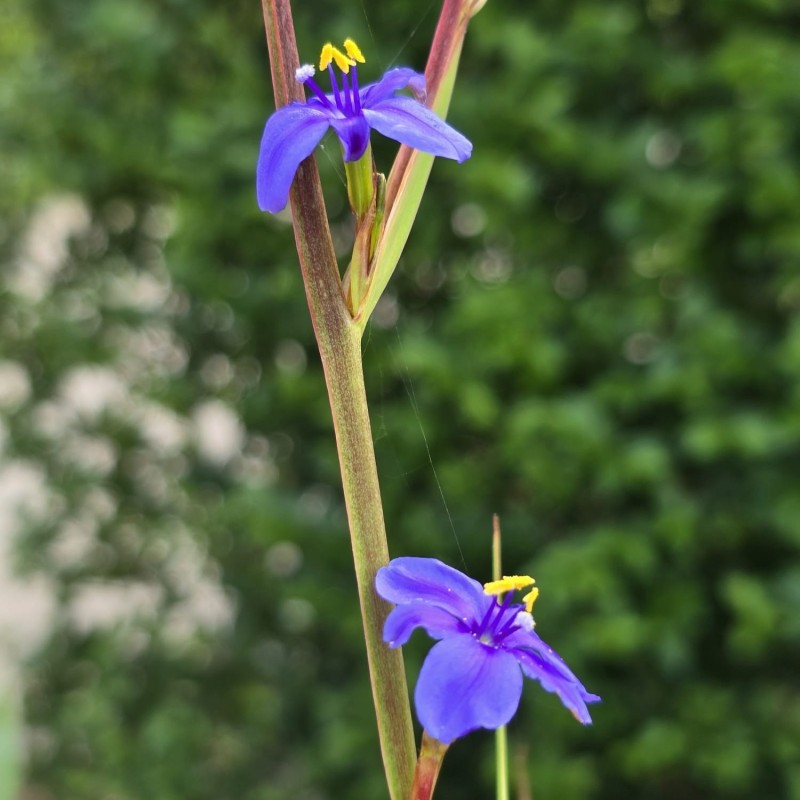Orthrosanthus chimboracensis Orthrosanthus chimboracensis