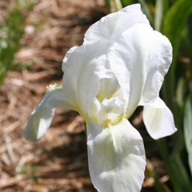 Iris albicans