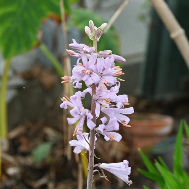 Notholirion thomsonianum