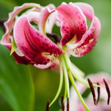 Lilium 'Black Beauty'