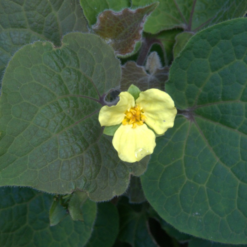 Saruma henryi Saruma henryi