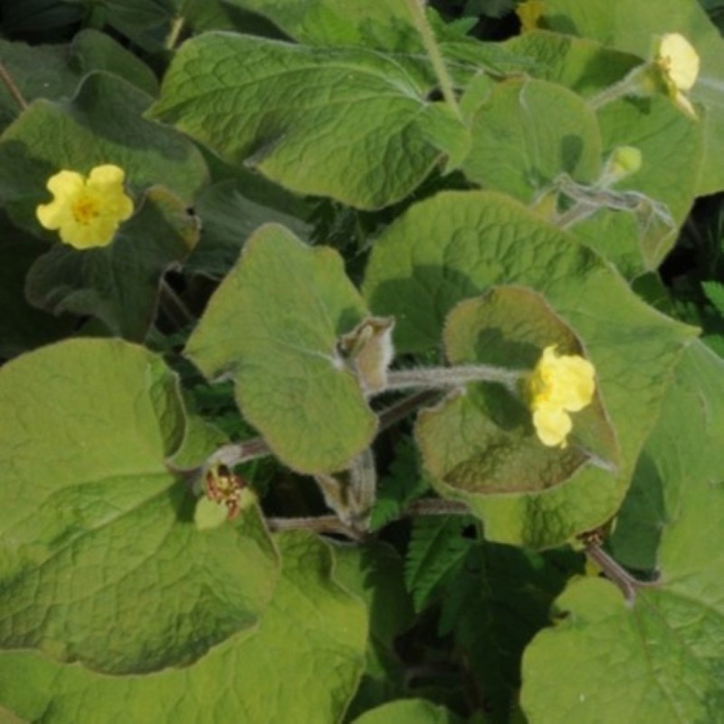 Saruma henryi Saruma henryi