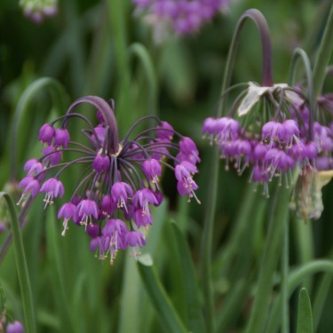Allium cernuum Allium cernuum