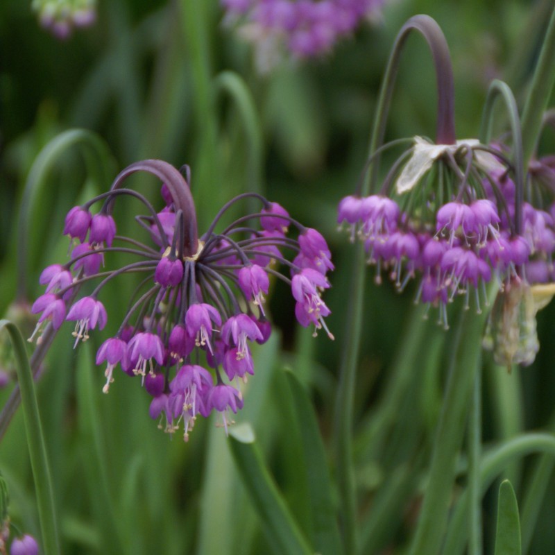 Allium cernuum Allium cernuum