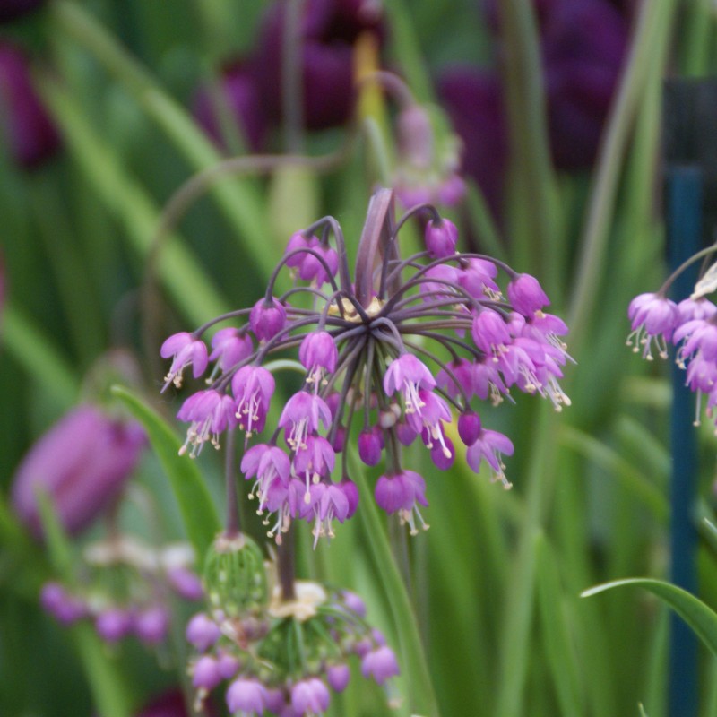 Allium cernuum Allium cernuum