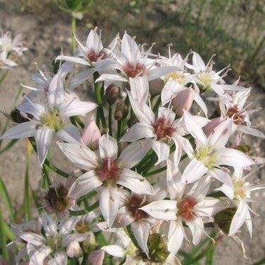 Allium plummerae