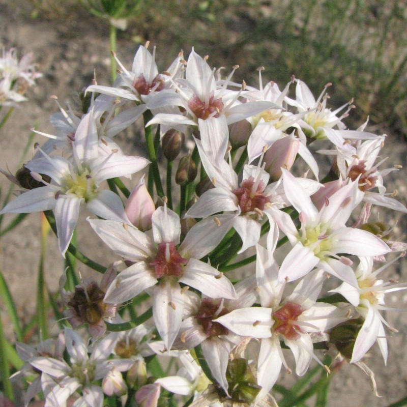 Allium plummerae Allium plummerae