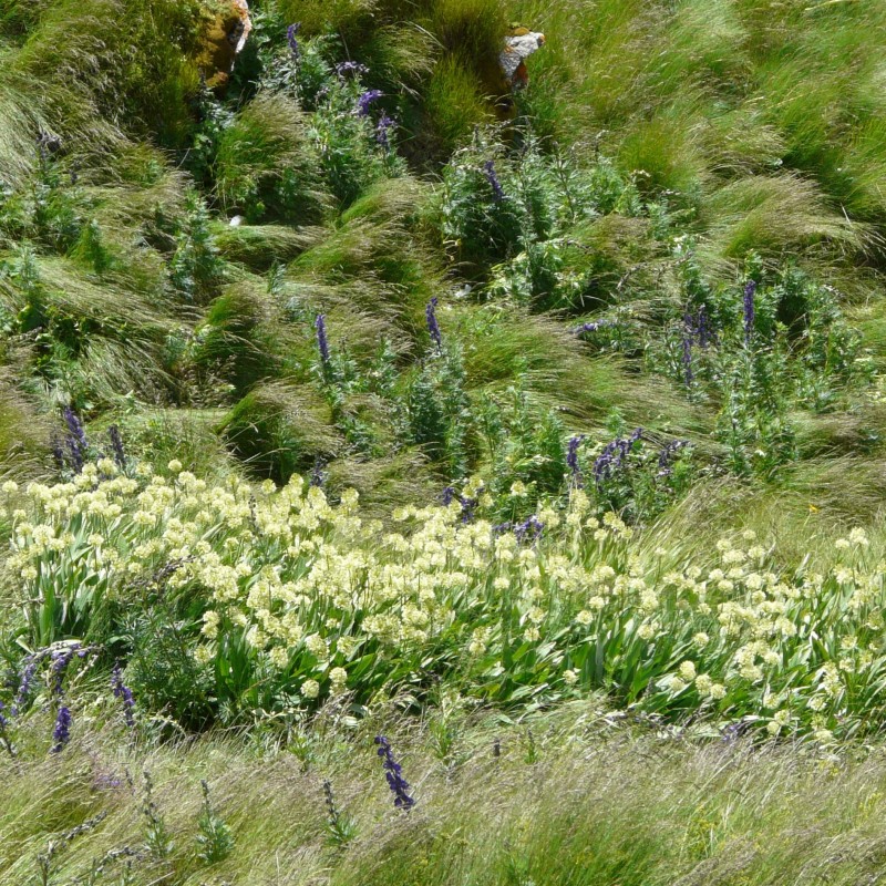 Allium victorialis