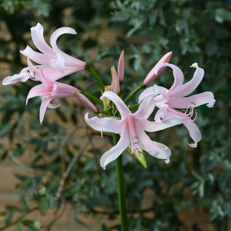 Amarine Belladiva 'Emanuelle' Amarine Belladiva 'Emanuelle'