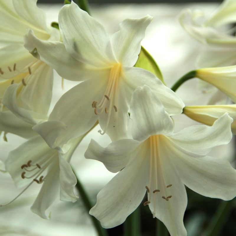 Amarygia 'Alba'