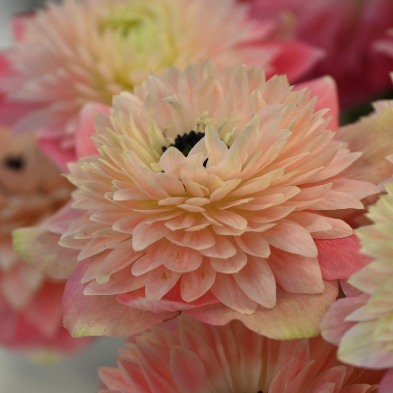 Anemone coronaria LEVANTE®-Rosa Chiaro- Anemone coronaria LEVANTE®-Rosa Chiaro-