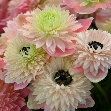 Anemone coronaria LEVANTE®-Rosa Chiaro- Anemone coronaria LEVANTE®-Rosa Chiaro-