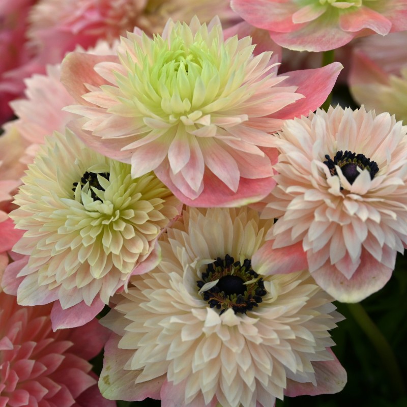 Anemone coronaria LEVANTE®-Rosa Chiaro- Anemone coronaria LEVANTE®-Rosa Chiaro-