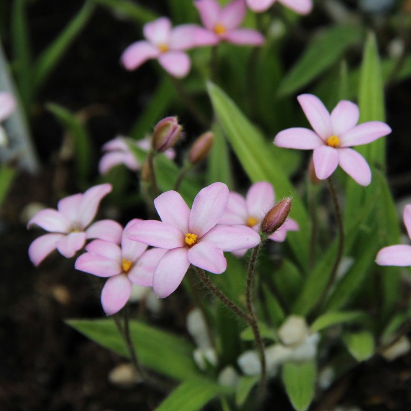 Rhodoxis 'Little Pink Pet' Rhodoxis 'Little Pink Pet'