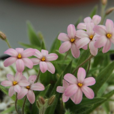 Rhodoxis 'Little Pink Pet' Rhodoxis 'Little Pink Pet'