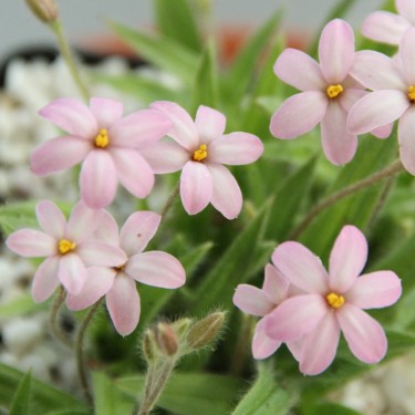 Rhodoxis 'Little Pink Pet' Rhodoxis 'Little Pink Pet'