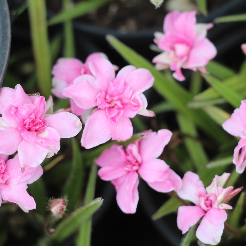 Rhodohypoxis bauri 'Lily Jean'