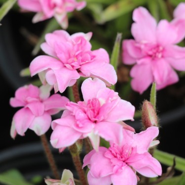 Rhodohypoxis bauri 'Lily Jean'