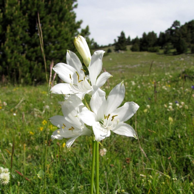 Paradisia lusitanica