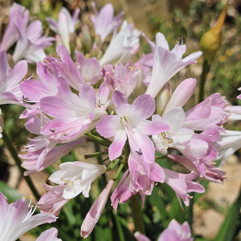 Agapanthus 'Blush Pink' Agapanthus 'Blush Pink'