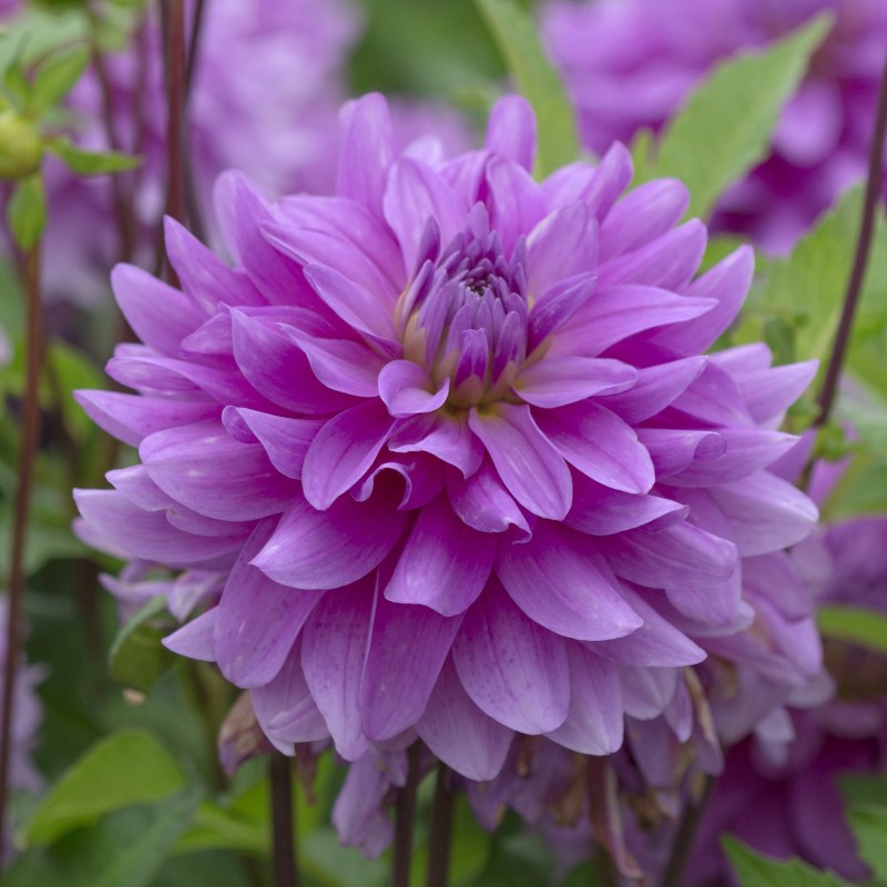 Dahlia 'Bluetiful' Dahlia 'Bluetiful'