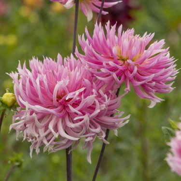 Dahlia 'Hollyhill Cotton Candy'