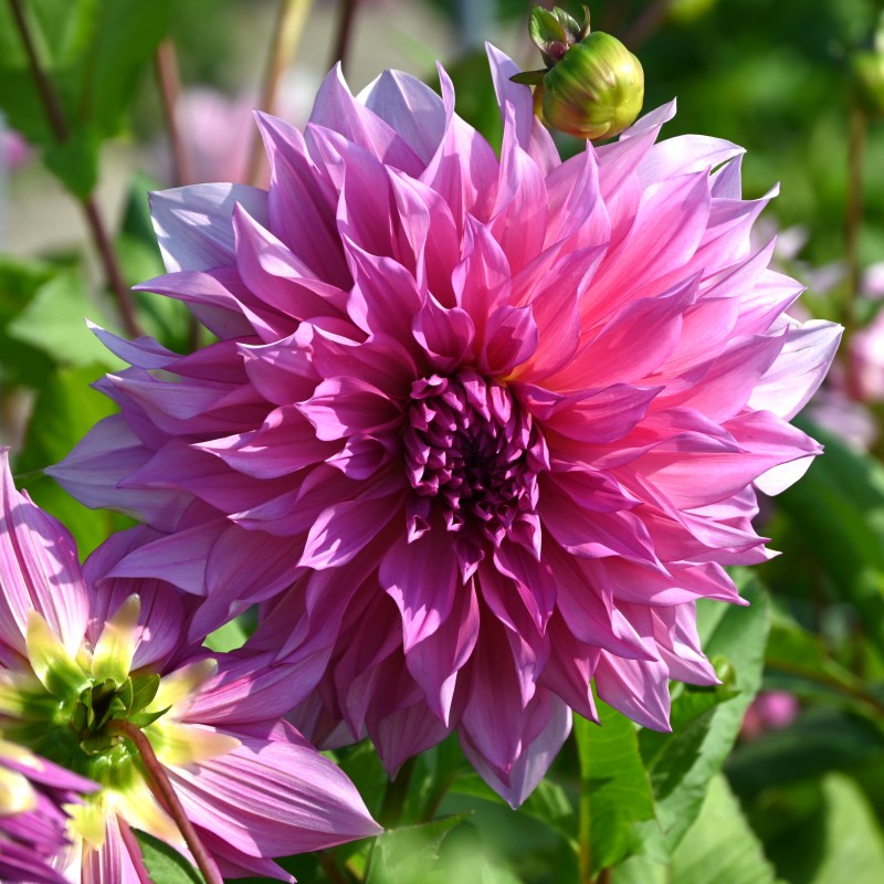 Dahlia 'Café au Lait Rosé'® Dahlia 'Café au Lait Rosé'®