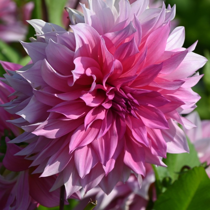 Dahlia 'Café au Lait Rosé'® Dahlia 'Café au Lait Rosé'®