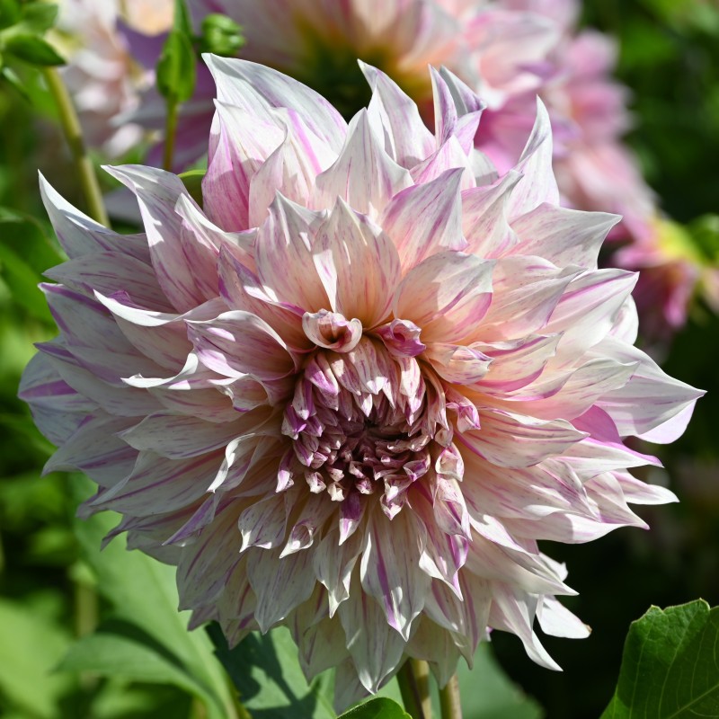 Dahlia 'Café au Lait Twist' Dahlia 'Café au Lait Twist'