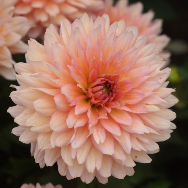 Dahlia 'Gallery Leonardo' ® Dahlia 'Gallery Leonardo' ®
