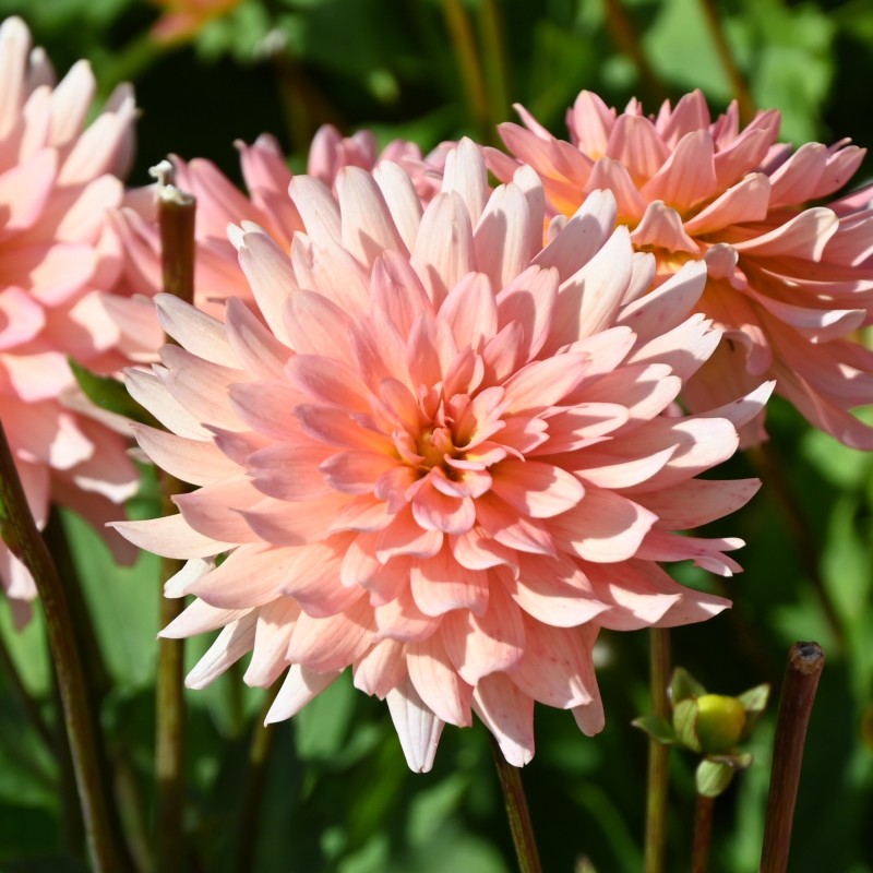 Dahlia 'Gallery Leonardo' ® Dahlia 'Gallery Leonardo' ®