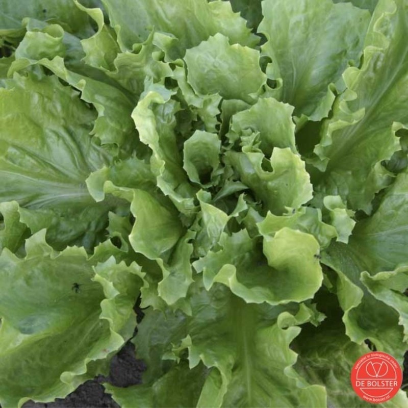 Andijvie, Cichorium endiva 'Nummer vijf 2' -zaden- Andijvie, Cichorium endiva 'Nummer vijf 2' -zaden-