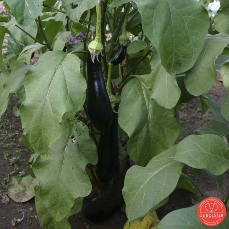 Aubergine, Solanum melongena 'Violetta Lunga 3' -zaden- Aubergine, Solanum melongena 'Violetta Lunga 3' -zaden-
