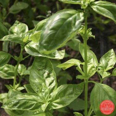Basilicum, Ocimum basilicum 'Genovese' -zaden-