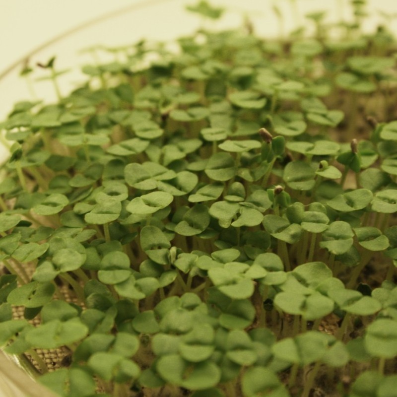 Kiemgroente Basilicumkers, Ocimum basilicum -zaden- Kiemgroente Basilicumkers, Ocimum basilicum -zaden-