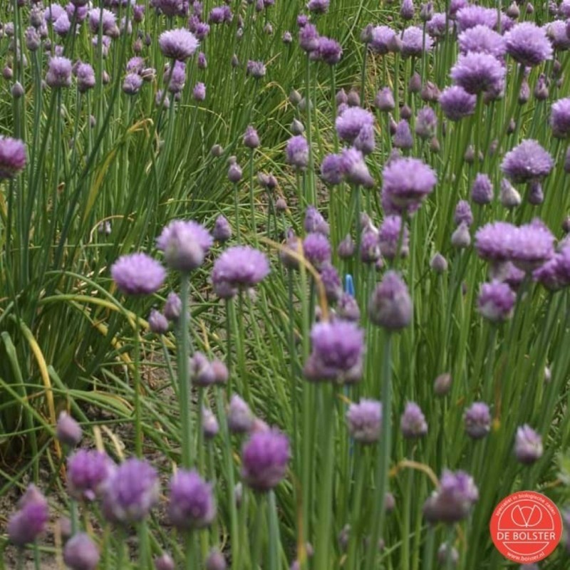 Bieslook fijn, Allium schoenoprasum -zaden- Bieslook fijn, Allium schoenoprasum -zaden-