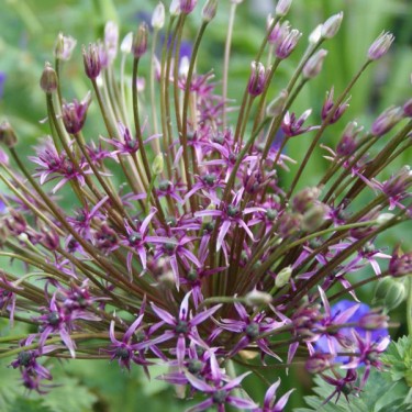 Allium 'Spider' Allium 'Spider'