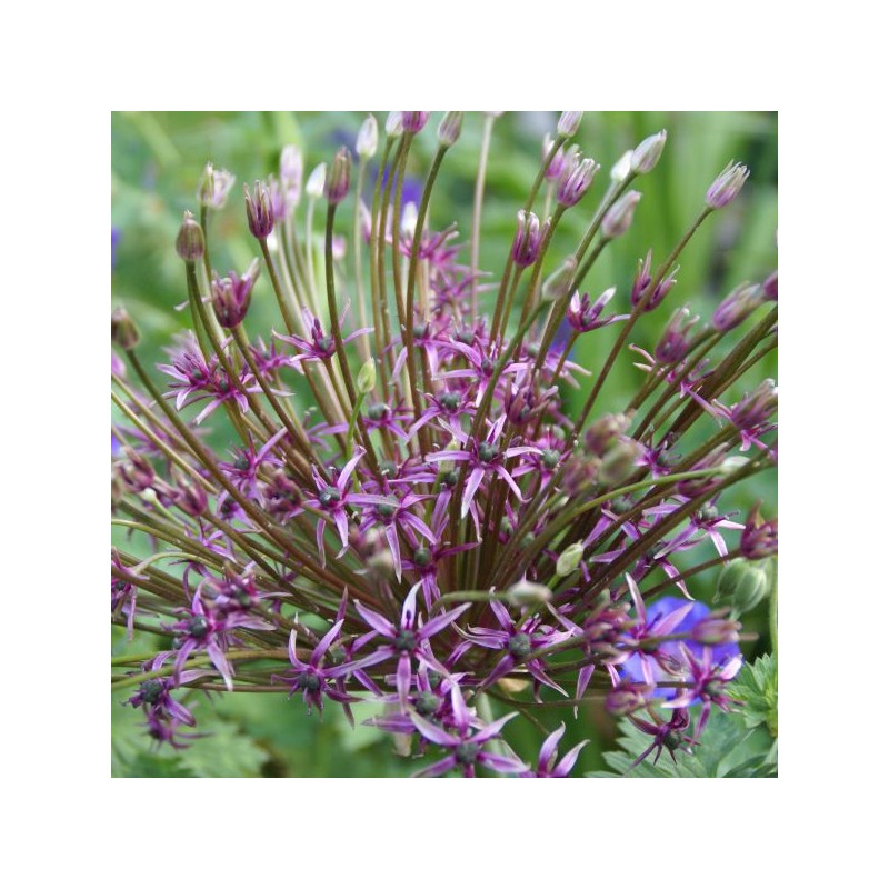 Allium 'Spider' Allium 'Spider'