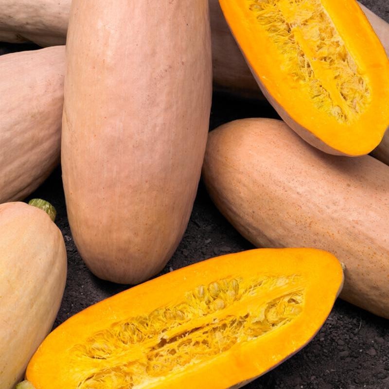 Pompoen 'Pink Banana Jumbo', Cucurbita maxima -zaden-