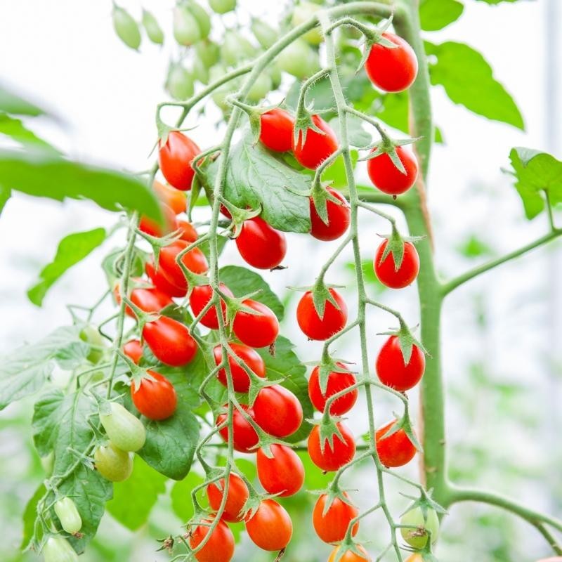 Snack Tomato 'Petita', Solanum lycopersicum -zaden- Snack Tomato 'Petita', Solanum lycopersicum -zaden-