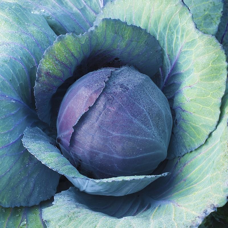Rode kool 'Langedijker Bewaar 2', Brassica oleracea -zaden- Rode kool 'Langedijker Bewaar 2', Brassica oleracea -zaden-