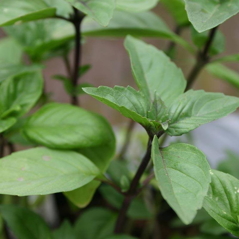 Kaneelbasilicum 'Cinnamon', Ocimum basilicum -zaden-