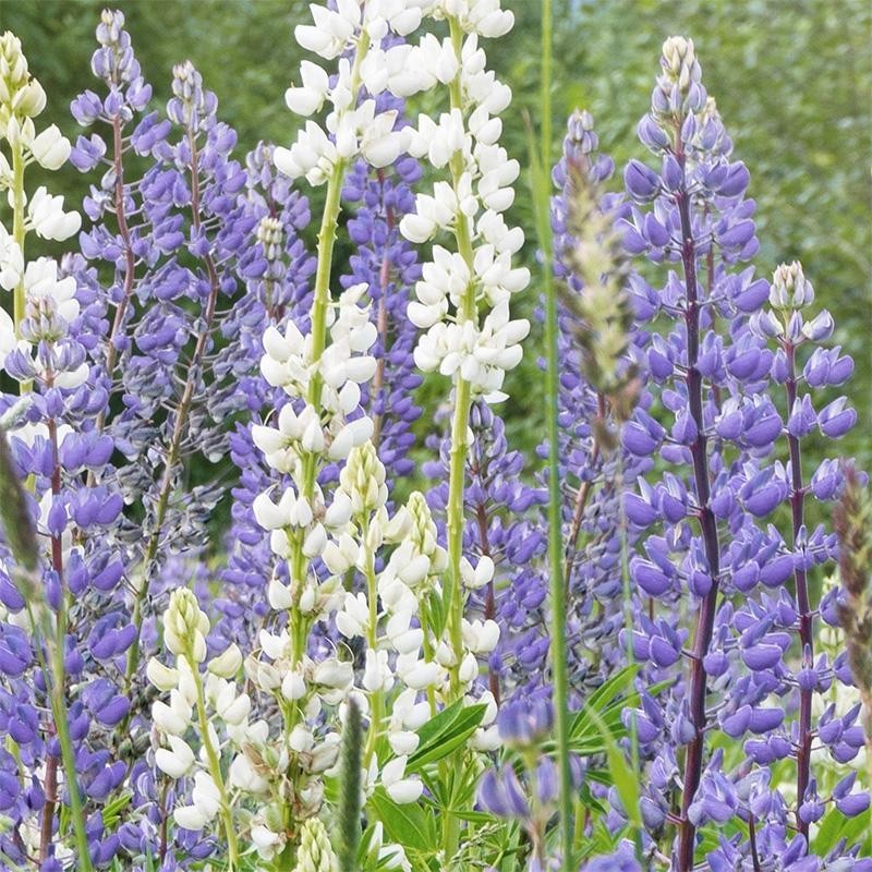 Blauwe lupine - Groenbemester, Lupinus angustifolius -zaden-